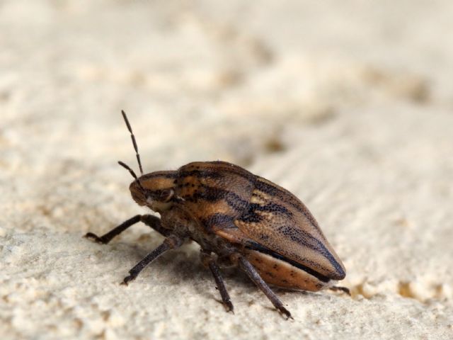 Scutelleridae: Odontotarsus sp.